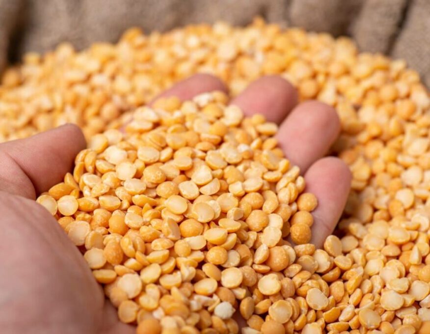 dried-yellow-split-peas-in-someones-hand-1024x683 dried-yellow-split-peas-in-someones-hand-1024x683